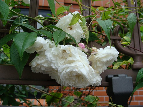f0170524_13255887.jpg