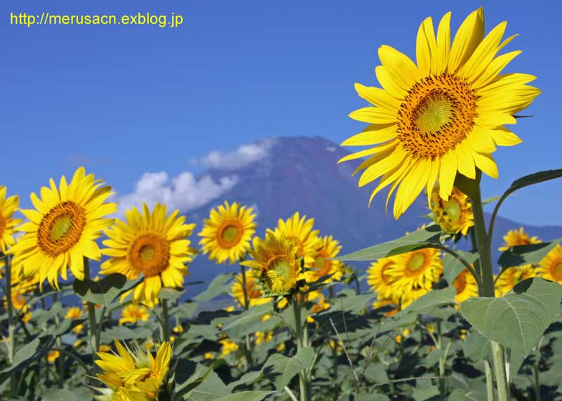 杉田 登 ひまわりと富士 杉田 登 ひまわりと富士