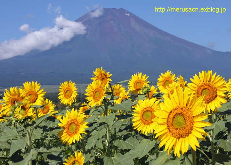 杉田　登　ひまわりと富士 ひまわりと富士山 : My Photo Square