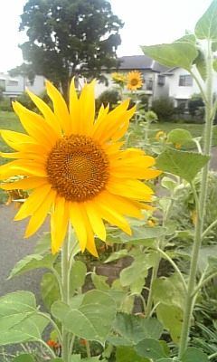 c0154630_3432127.jpg