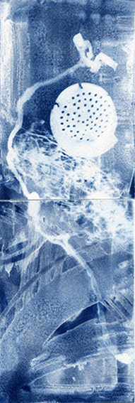 Cyanotype2_f0169845_21435381.jpg