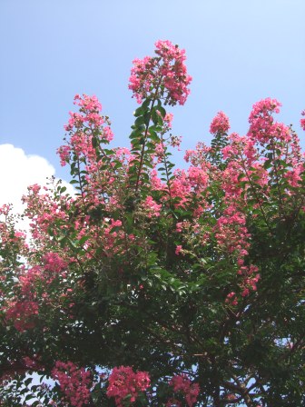 c0111557_108342.jpg