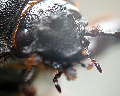 e0035757_2395647.jpg
