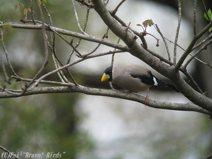 イカル　　Japanese  Grosbeak/ Eophona  personata_b0069564_18535378.jpg