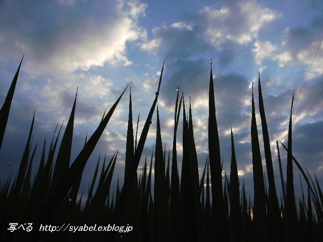 夏の朝　散歩　青田　夏空　しずく　雫（埼玉県　上里町）_c0153764_8313837.jpg