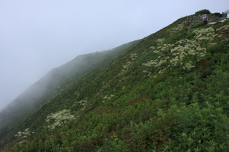 伊吹山頂上お花畑　３_f0129465_5233513.jpg