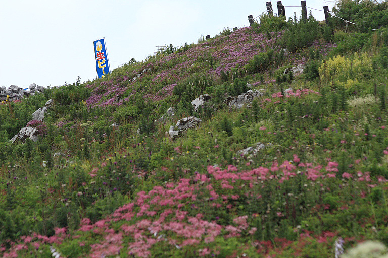 伊吹山頂上お花畑　３_f0129465_5245351.jpg