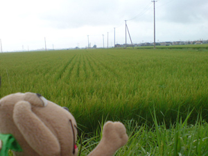 c0158573_1458387.jpg