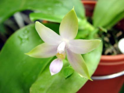 Phal.violacea fma.coerulea (ビオラセア・セルレア)_d0007501_1924365.jpg