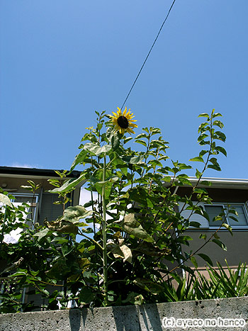 f0079110_1961174.jpg