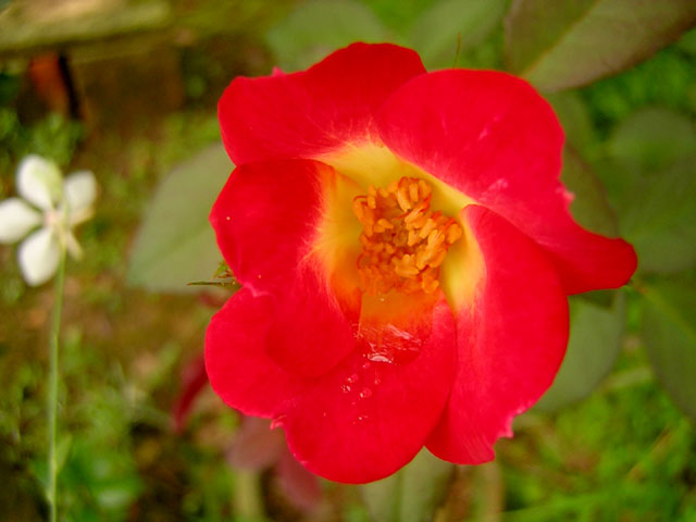 d0088611_2305991.jpg