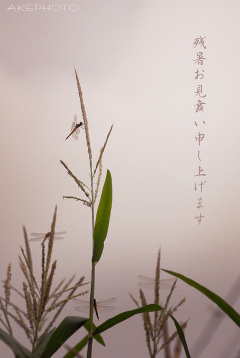 残暑お見舞い申しあげます♪_e0127416_1837465.jpg