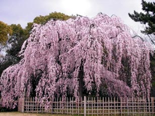 しだれ桜の、淡雪のような……_f0137324_11572899.jpg