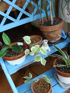 f0170524_15284894.jpg