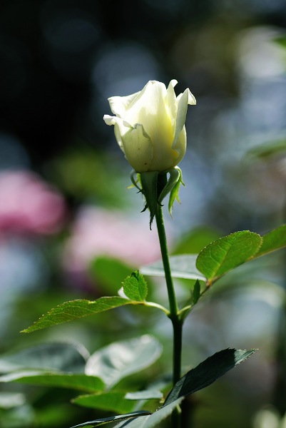 真夏のバラ2　八戸公園ローズガーデン　青森2008_c0027027_12594297.jpg