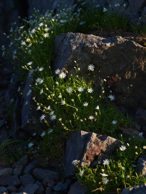 c0006928_18341075.jpg