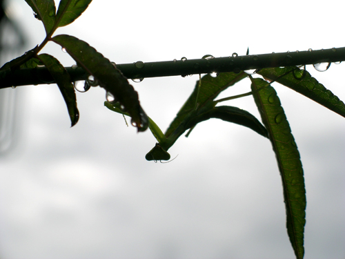 b0016545_2012487.jpg