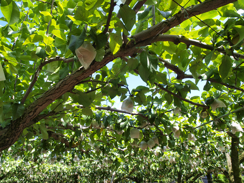 PEAR HUNTER　PORTABLE_b0135347_2155382.jpg