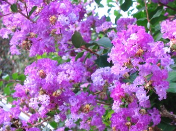 a0089450_19461711.jpg