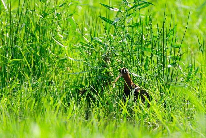 夏の田圃にて（タマシギ、ケリ、アマサギ、カルガモ）_d0099854_19461214.jpg