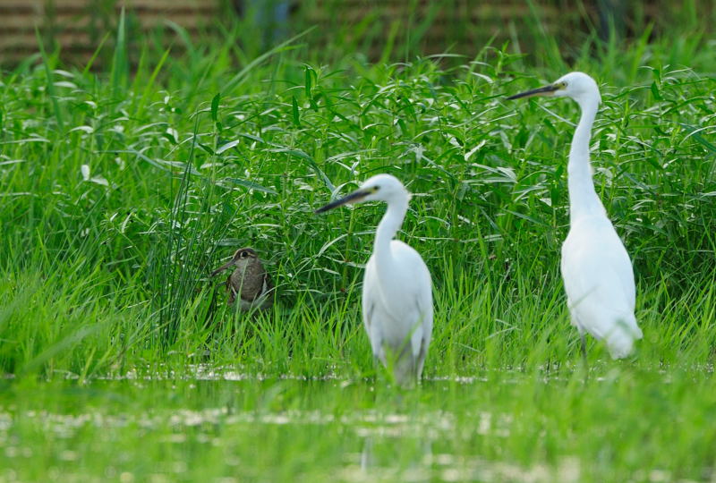 夏の田圃にて（タマシギ、ケリ、アマサギ、カルガモ）_d0099854_1947189.jpg