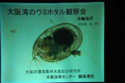 ウミホタル観察会 in せんなん里海公園海岸_c0108460_0502434.jpg