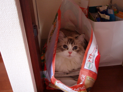 新聞置き場に、かわいい捨て猫発見（笑）_f0084287_10463638.jpg