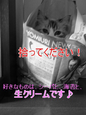 新聞置き場に、かわいい捨て猫発見（笑）_f0084287_10492596.jpg