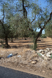 f0106597_7442692.jpg