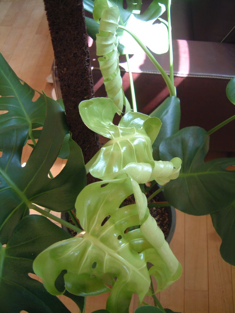 c0167798_7432848.jpg