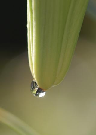 無料印刷可能マツモ 花 美しい花の画像 無料印刷可能マツモ 花 美しい花の画像