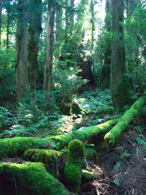 屋久島写真館_f0045511_274971.jpg