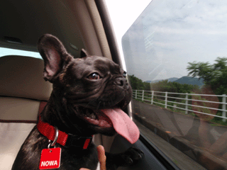 b0143214_12375984.gif