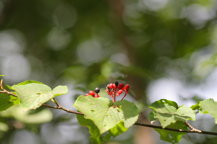 県立森林公園　2_d0120622_20183832.jpg