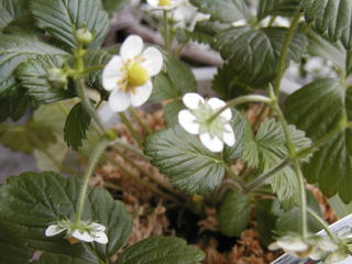 e0128024_12102046.jpg
