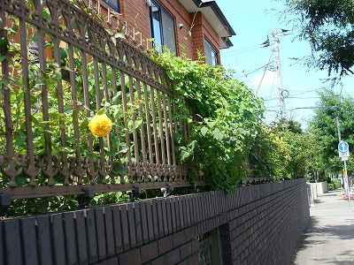 f0170524_12254529.jpg
