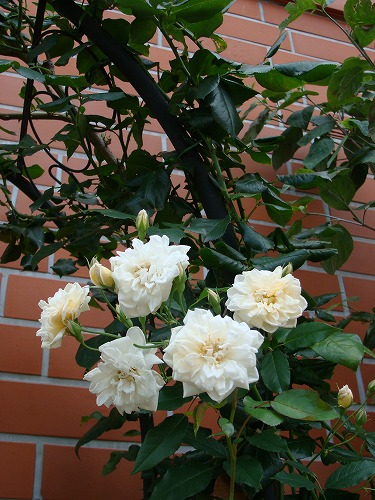 f0170524_12271492.jpg