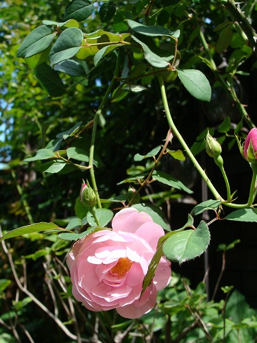 f0170524_1228334.jpg