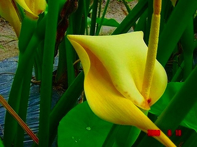 珍しい里芋の花と野菜の花 私の家庭菜園歳時記