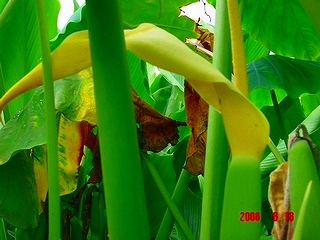 珍しい里芋の花と野菜の花 私の家庭菜園歳時記 珍しい里芋の花と野菜の花 私の家庭菜園歳時記