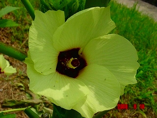 珍しい里芋の花と野菜の花 私の家庭菜園歳時記 珍しい里芋の花と野菜の花 私の家庭菜園歳時記