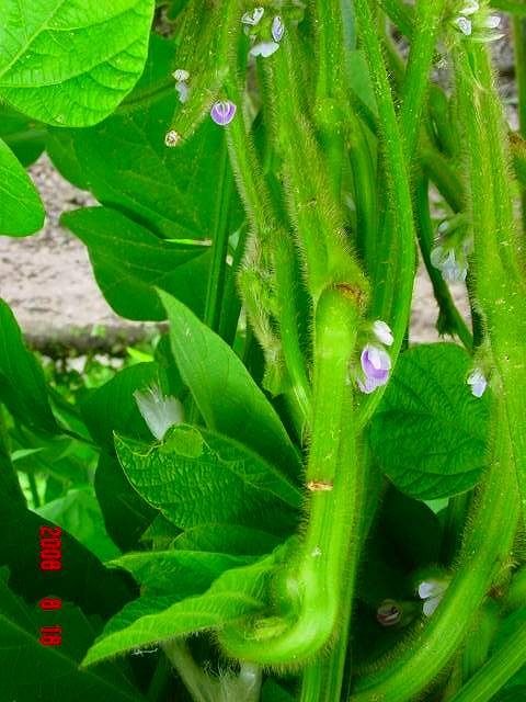 珍しい里芋の花と野菜の花 私の家庭菜園歳時記