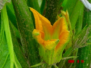 珍しい里芋の花と野菜の花 私の家庭菜園歳時記 珍しい里芋の花と野菜の花 私の家庭菜園歳時記