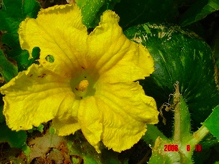 珍しい里芋の花と野菜の花 私の家庭菜園歳時記 珍しい里芋の花と野菜の花 私の家庭菜園歳時記