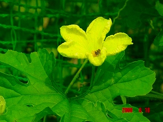 珍しい里芋の花と野菜の花 私の家庭菜園歳時記 珍しい里芋の花と野菜の花 私の家庭菜園歳時記