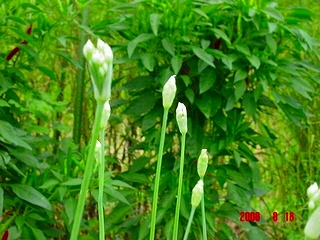 珍しい里芋の花と野菜の花 私の家庭菜園歳時記 珍しい里芋の花と野菜の花 私の家庭菜園歳時記