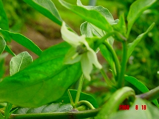 珍しい里芋の花と野菜の花 私の家庭菜園歳時記 珍しい里芋の花と野菜の花 私の家庭菜園歳時記