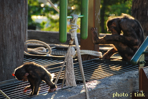 夜の動物園_a0105160_2256592.jpg