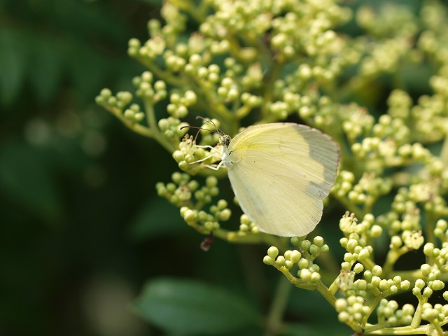 b0135573_21253038.jpg