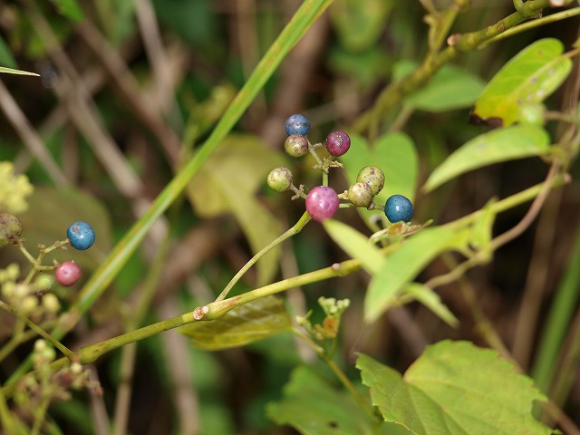 b0135573_2127691.jpg